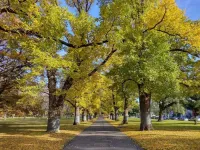 Populations overheat as major cities fail canopy goals: new research