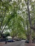 Populations overheat as major cities fail canopy goals: new research 2