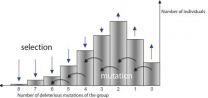 Populations survive despite many deleterious mutations