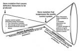 Possible explanation for human diseases caused by defective ribosomes