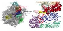 Possible explanation for human diseases caused by defective ribosomes 2