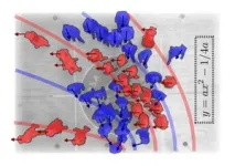 Possible treatment strategy identified for bone marrow failure syndrome 2