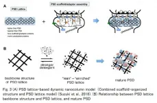 Postsynaptic density consisting of tubulin-based postsynaptic density lattice backbone