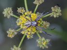 Potent spider toxin 'electrocutes' German, not American, cockroaches 2