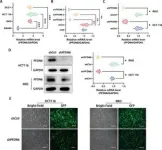 Potential new target for colorectal cancer treatment 2