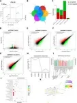 Potential new target for colorectal cancer treatment 3