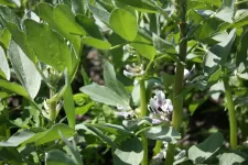 Potential of faba beans, rich in protein, has been unlocked