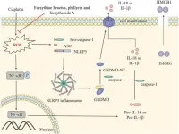 Potential of forsythiae fructus in mitigating chemotherapy-induced gastrointestinal inflammation and nausea