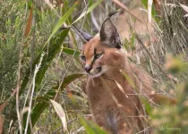 Power of aesthetic species on social media boosts wildlife conservation efforts, say experts