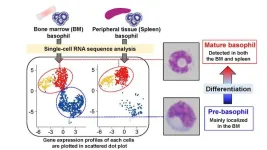 Pre-basophils: A basophil origin story