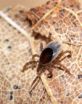 Precautions for tick-borne disease extend beyond Lyme