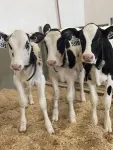 Precision technology, machine learning lead to early diagnosis of calf pneumonia 3