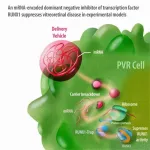 Preclinical tests show mRNA-based treatments effective for blinding condition