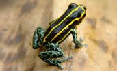 Predators drive the evolution of poison dart frogs skin patterns