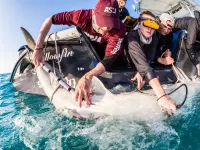 Pregnant Shark birth tracking technology provides key data for species protection