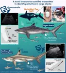 Pregnant Shark birth tracking technology provides key data for species protection 3