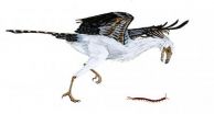 Prehistoric birds lacked in diversity