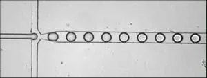 Prehistoric bone tool ‘factory’ hints at early development of abstract reasoning in human ancestors 2