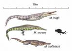 Prehistoric crocodiles evolution mirrored in living species