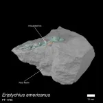 Prehistoric fish fills 100 million year gap in evolution of the skull