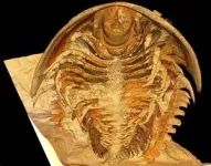 Prehistoric Pompeii discovered: Most pristine trilobite fossils ever found shake up  scientific understanding of the long extinct group 3
