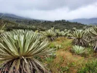 Prehistoric poo reveals ‘waves’ of extinction in Colombia 2