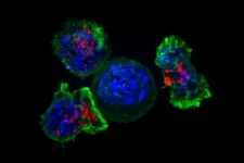 Preparing T cells for the long haul