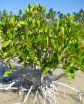 Preserve the services of mangroves -- Earths invaluable coastal forests, experts urge