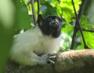 Primates change their accent to avoid conflict