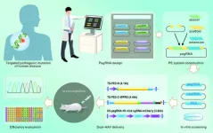 Prime editing: Current advances and therapeutic opportunities in human diseases