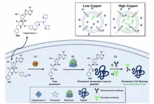 Princeton Chemistry develops copper-detection tool to discover possible chelation target for lung cancer