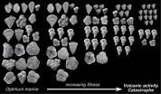 Princeton release: Massive volcanoes, meteorite impacts delivered one-two death punch to dinosaurs