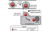 Princeton researchers identify unexpected bottleneck in the spread of herpes simplex virus