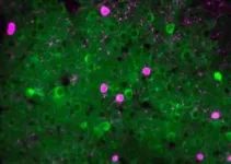 Prioritizing the unexpected: New brain mechanism uncovered 2