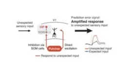 Prioritizing the unexpected: New brain mechanism uncovered 3