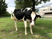 Probiotics keep calves healthy, too!