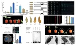 Professor Tao Jun's team at Yangzhou University analyses the molecular mechanism of PoWRKY71 in response to drought stress of Paeonia ostii