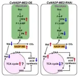 Professor Tao Jun's team at Yangzhou University analyses the molecular mechanism of PoWRKY71 in response to drought stress of Paeonia ostii 2