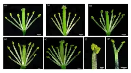 Professor Tongming Yin s team from State Key Laboratory for Tree Genetics and Breeding of Nanjing Forestry University proposed the role of MSL-lncRNAs in causing sex lability of female poplars