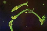 Progress in understanding immune response in severe schistosomiasis