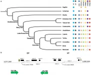 Proposal of new universal nomenclature for oxytocin and vasotocin genes