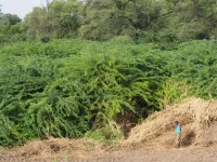 Prosopis juliflora acutely reduces water resources in Ethiopia, costing rural livelihoods