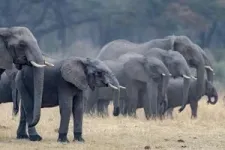 Protected areas for elephants work best if they are connected 2