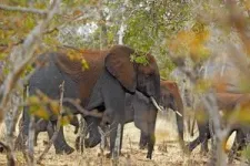 Protected areas for elephants work best if they are connected 3