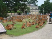 Protecting messengers of the gods: Conservation of Nara Park deer has resulted in unique genetic lineage