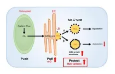 Protecting the protector boosts plant oil content 2