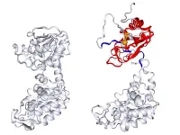 Protein accidentally lassos itself, helping explain unusual refolding behavior