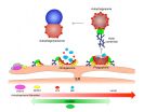 Protein comet tails propel cell recycling process