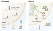 Protein kinase R and dsRNAs, new regulators of mammalian cell division 2