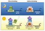 Protein maintains double duty as key cog in body clock and metabolic control